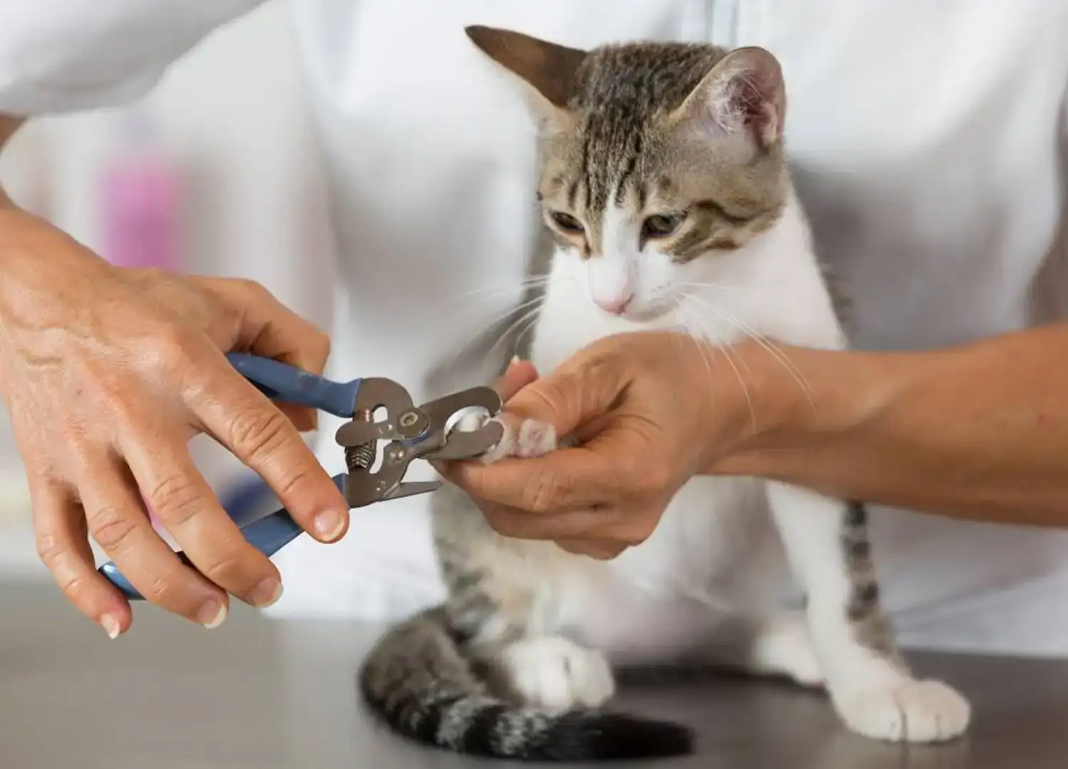 Pets and Pet Care